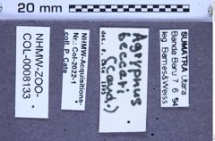 Etikette zu Agrypnus beccarii (NHMW-ZOO-COL-0008133)